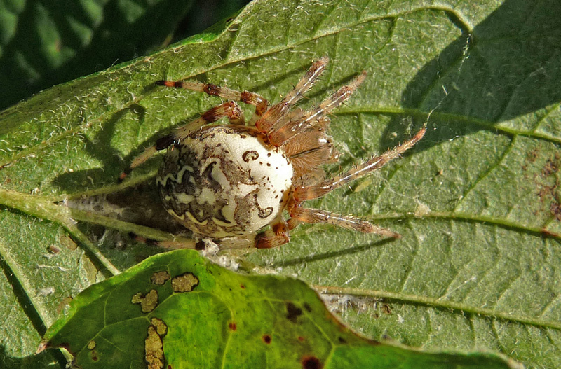 Araneus marmoreus e non solo
